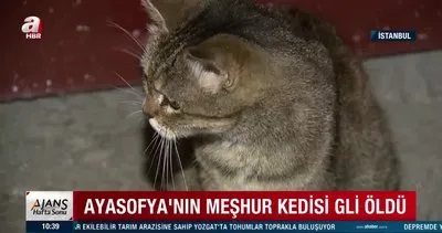 Son dakika! Ayasofya Camii’nin kedisi Gli neden öldü? Ayasofya’nın kedisi Gli’nin yürek yakan son anları kamerada... | Video