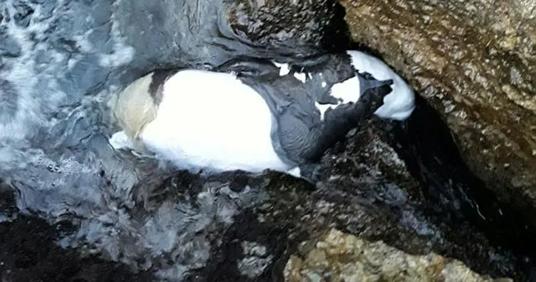 Antalya’da yavru Akdeniz foku ölü bulundu