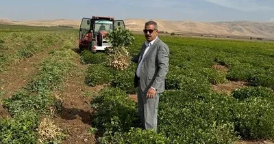 Mardin’de alternatif aday ürün: Yer fıstığı #mardin