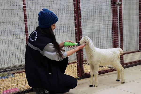 annesinin-reddettigi-kuzu-aykiz-annesini-buldu-veterineri-biberonla-besliyor-1706680717580.jpg