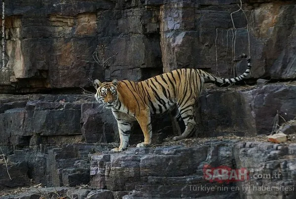 Hindistan'da bir kaplan 5 ayda 1300 kilometre mesafe katetti