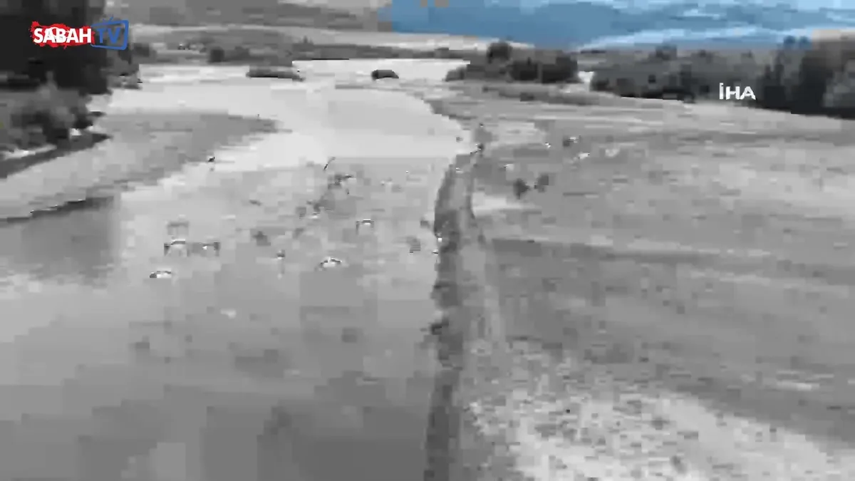 Muş’ta leylek yavruları büyük göç öncesi ilk uçuş antrenmanına başladı videosunu izle Muş’ta leylek yavruları büyük göç öncesi ilk uçuş antrenmanına başladı videosunu izle