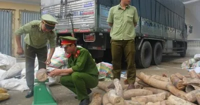Vietnam’da fil dişi kaçakçılığı