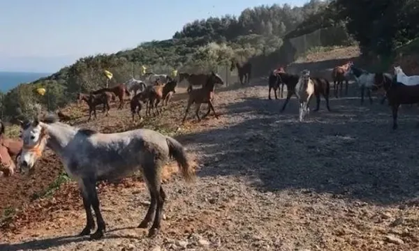 ibb-adalardaki-atlarin-bakim-ve-sahiplendirme-islerini-yapmamis-1620664150852.jpg İBB, Adalar’daki atların bakım ve sahiplendirme işlerini yapmamış!