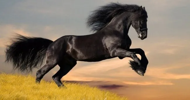 Rüyada at görmek nedir, ne anlama gelir? Rüyada beyaz, siyah