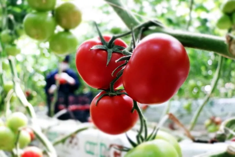 sicaklik eksi 40 a kadar dustu domates