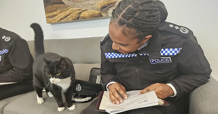 İngiltere’de kedi seçim heyecanına katıldı: ’Oy kullandığı’ görüntüler paylaşıldı