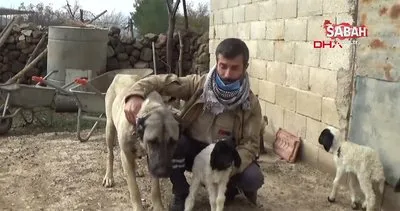 Gaziantep’te kuzuya annelik yapan kangal köpeğinin yürekleri ısıtan görüntüleri kamerada | Video