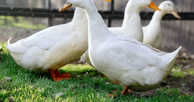Ördek Uçar Mı? Beyaz, Yeşil Başlı ve Yabani Ördekler Uçabilir mi?
