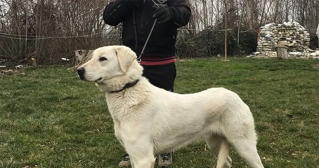 K 9 Kangallar Sertifika Aldi Son Dakika Haberler