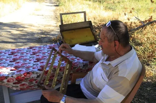 'Biz bunu inekten değil sinekten sağıyoruz'