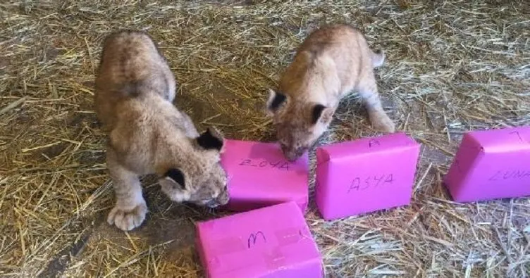 Yılın ilk yavru aslanları isimlerini seçti: ‘Asya, Zoya’