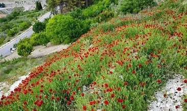 Gelincik tarlasında görsel şölen #manisa
