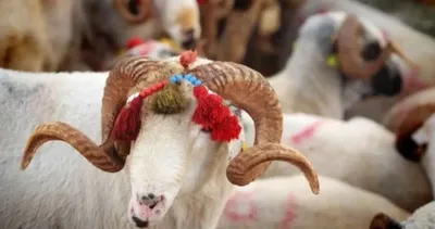 Kurbanlık fiyatları listesi 2026: İl il büyükbaş ve küçükbaş kurbanlık fiyatları ne kadar oldu?