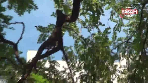 Taksim'de ağaçta mahsur kalan kedi itfaiyeye zor anlar yaşattı