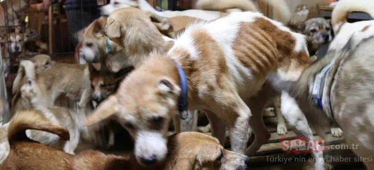 Son Dakika: 150’den fazla köpeği küçük evde toplayarak... Dehşet evinden fotoğraflar!