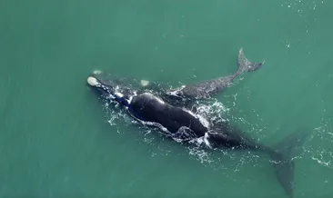 İnsanların ömrünü 200 yıla çıkaracak adım! Sırrı bu canlıdaymış...