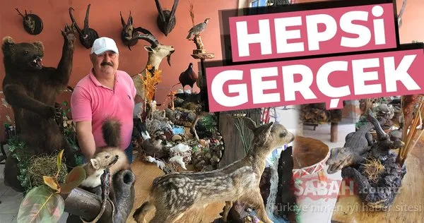 İş yerinde doldurulmuş hayvanları sergiliyor