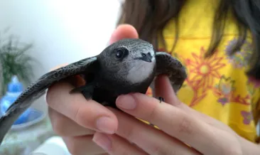 Ebabil kuşu en yakın arkadaşı oldu