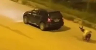 Kars Valiliği’nden Sarıkamış’ta hayvana zulüm olayıyla ilgili açıklama #kars