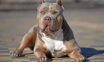12 yaş altına köpek yasağı
