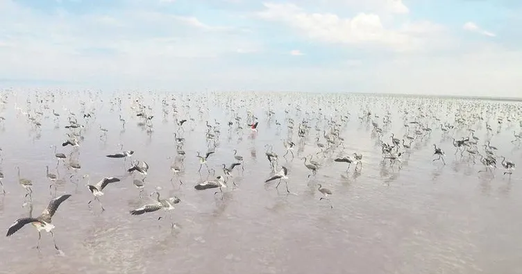 Flamingolar Tuz Gölü’ne renk kattı