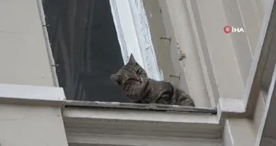 İstiklal Caddesi’nde film gibi kedi kurtarma operasyonu | Video