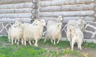 Ankara keçileri Altınköy’de