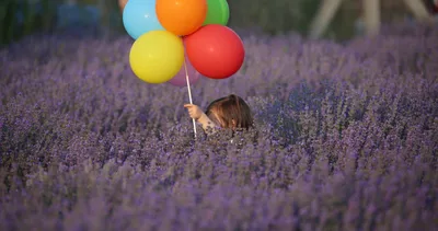 Lavanta tarlasında hasat vakti