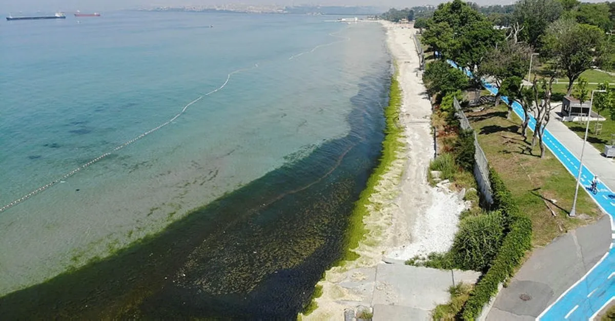 Istanbul Un Gozde Plajinda Cirkin Goruntu Kotu Koku Ve Yosunlar Her Yeri Sardi Son Dakika Haberler