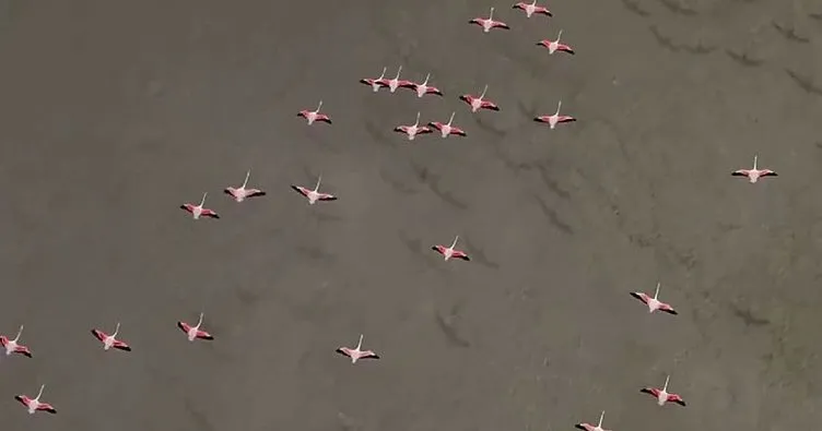 Yarışlı Gölü’ndeki flamingolar havadan görüntülendi