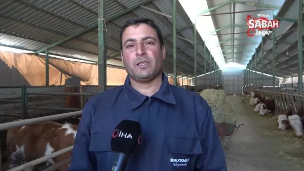 Öğretmenlik hayalini bıraktı çiftlik kurdu! Günde 300 litre süt üretimi yapıyor | Video