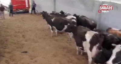 Patronu yokken araç kiralayıp, bakımlarını üstlendiği 28 ineği çaldı | Video