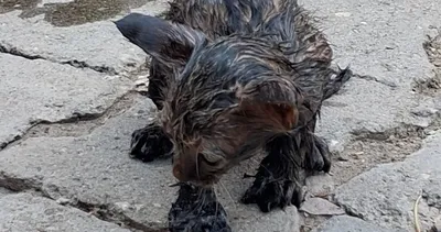 Zifte saplanan yavru kedi, itfaiye ekiplerince kurtarıldı #agri
