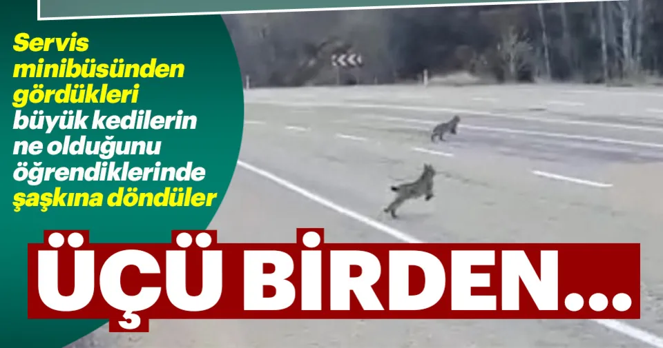3 vaşak aynı anda görüntülendi En Son Haber