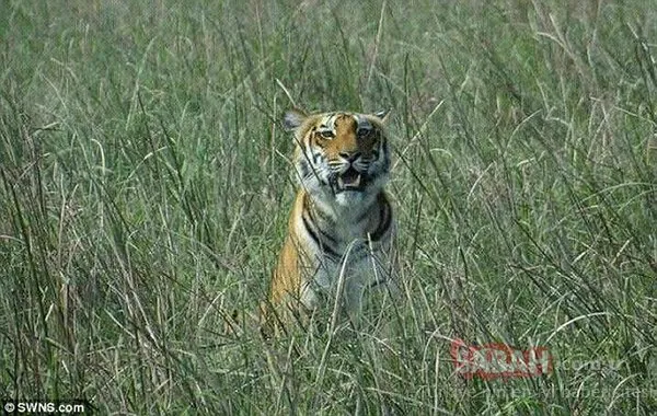 Hindistan'da bir kaplan 5 ayda 1300 kilometre mesafe katetti