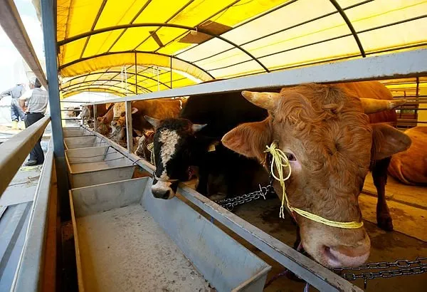 Kurban pazarlarında hareketlilik başladı