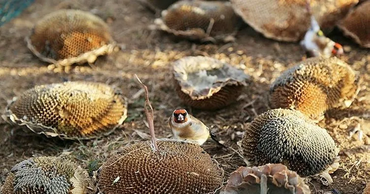 2 kafes saka kusu bulundu sayfa 3 son dakika haberler