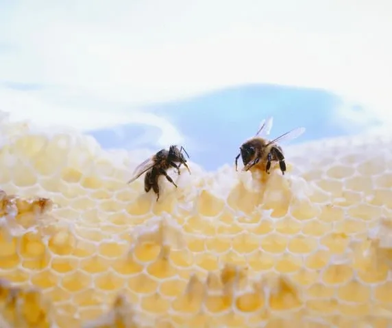 Arı poleninin faydaları