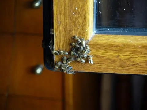 Arılar binayı işgal etti