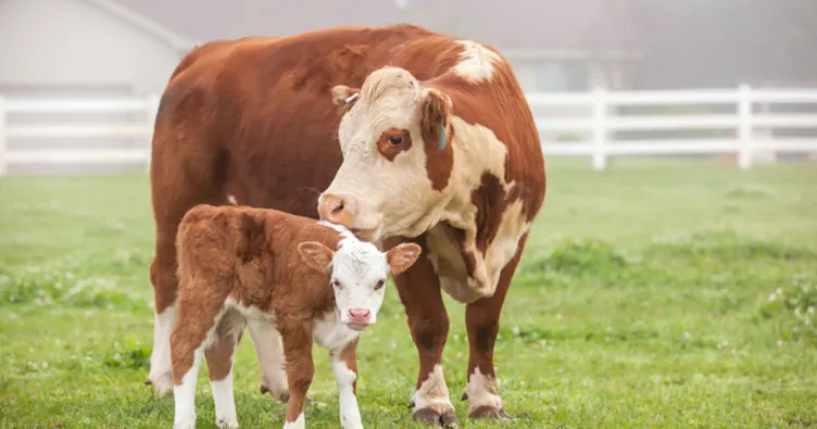 Rüyada buzağı görmek ne anlama gelir? Rüyada yeni doğmuş buzağı görmek
