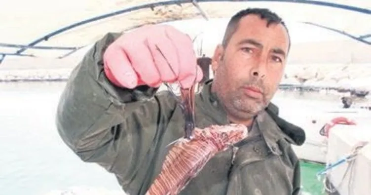 Mersin’de zehirli aslan balığı yakalandı