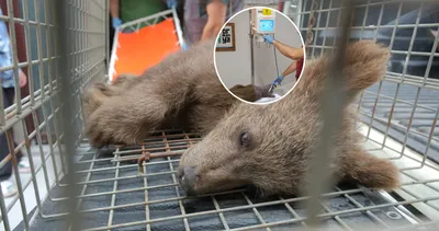 Yaralı yavru için seferber oldular! Veteriner konuştu: MR çekildikten sonra…