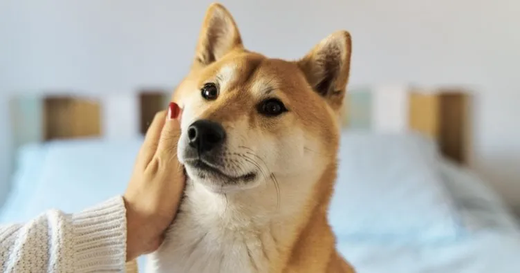 Shiba Inu Özellikleri Ve Bakımı: Shiba Inu Köpeği Nasıl Bakılır Ve Yetiştirilir, Tüy Döker Mi?