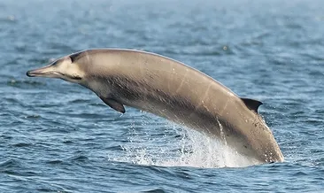 Denizdeki yaşama yeni tehdit gürültü
