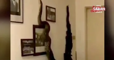 Tayland’da 3.5 metrelik dev piton yılanı eve girdi | Video