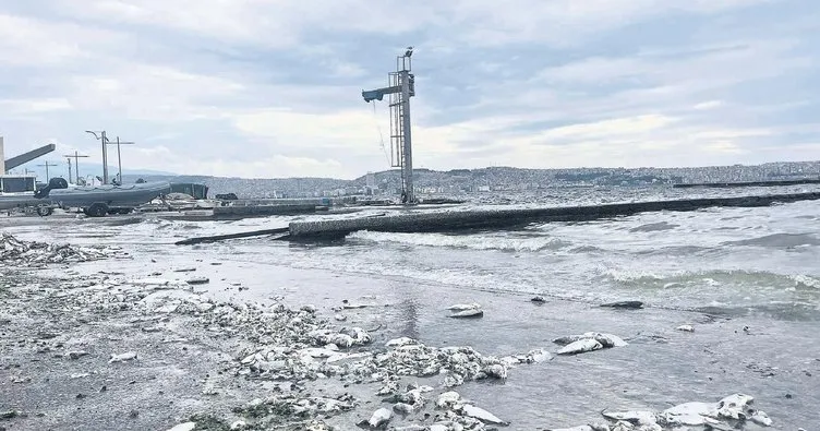 Körfez’in kokusu için kritik uyarı