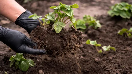 Çilek Nasıl Yetiştirilir? Saksıda Çilek Fidesi Ne Kadar Sürede Meyve Verir?