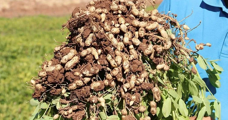 Tescilli yerli yer fıstığı ’Ayşehanım’ GAP çiftçisine alternatif ürün olacak