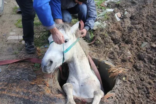 Kanalizasyona düşen atı kurtarmaya çalışan itfaiyeye saldırdı